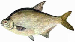 Лещ